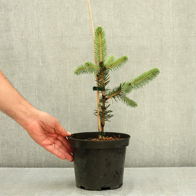 Exemplaar van Picea chihuahuana - Chihuahuana spar Pot van 3 l/4 l zoals geleverd in de zomer