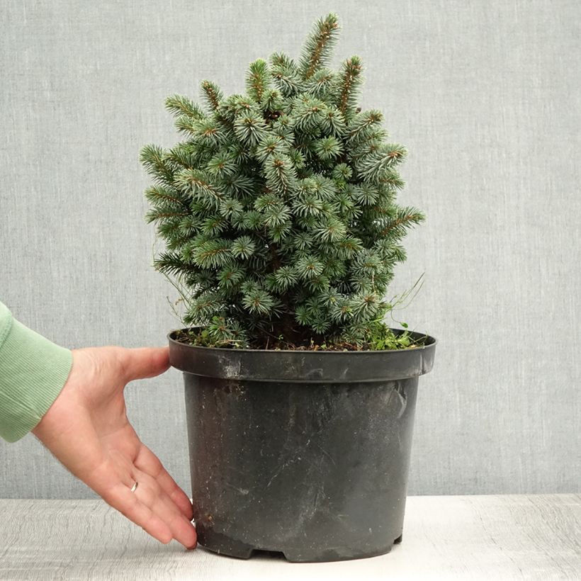 Exemplaar van Picea sitchensis Midget - Sitkaspar Pot van 4 l/5 l zoals geleverd in de zomer