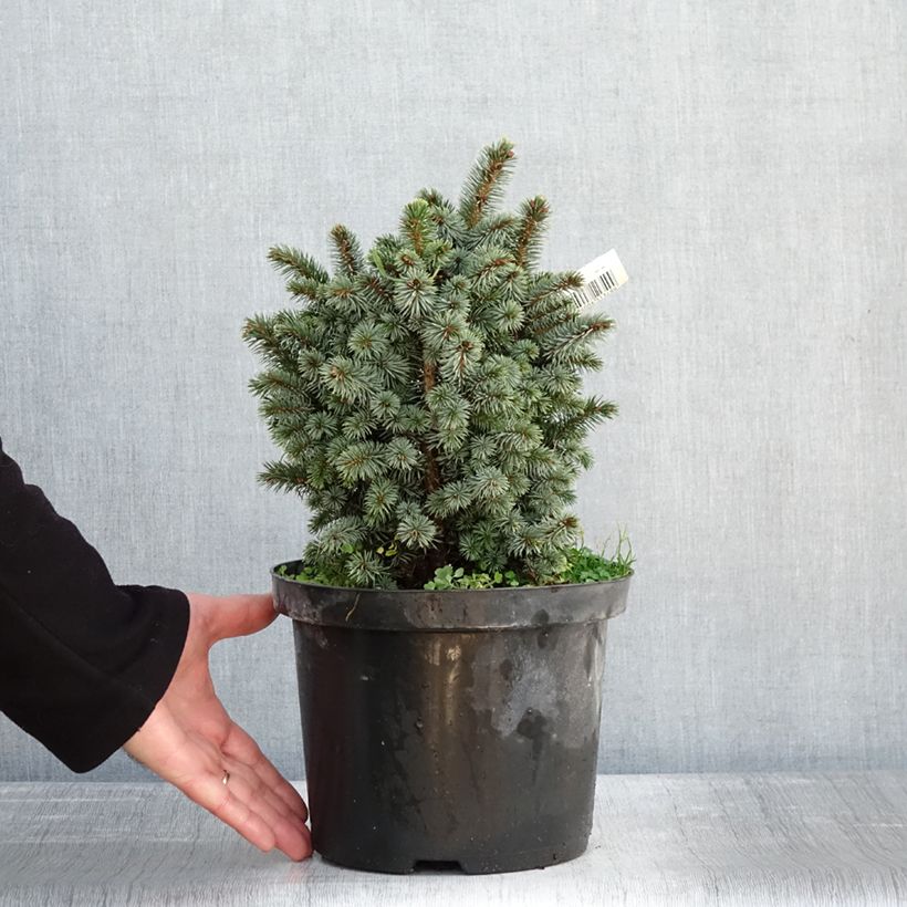Example of Épicéa de Sitka - Picea sitchensis Midget Pot van 4 l/5 l as you get in hiver