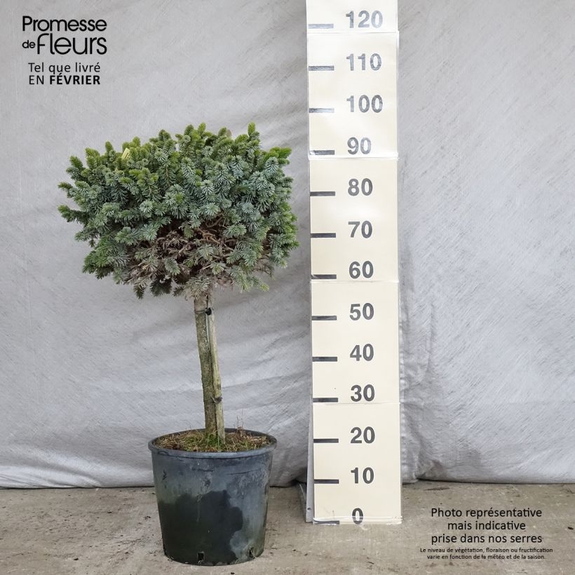Example of Épicéa de Sitka - Picea sitchensis Silberzwerg Pot van 12 l/15 l as you get in hiver