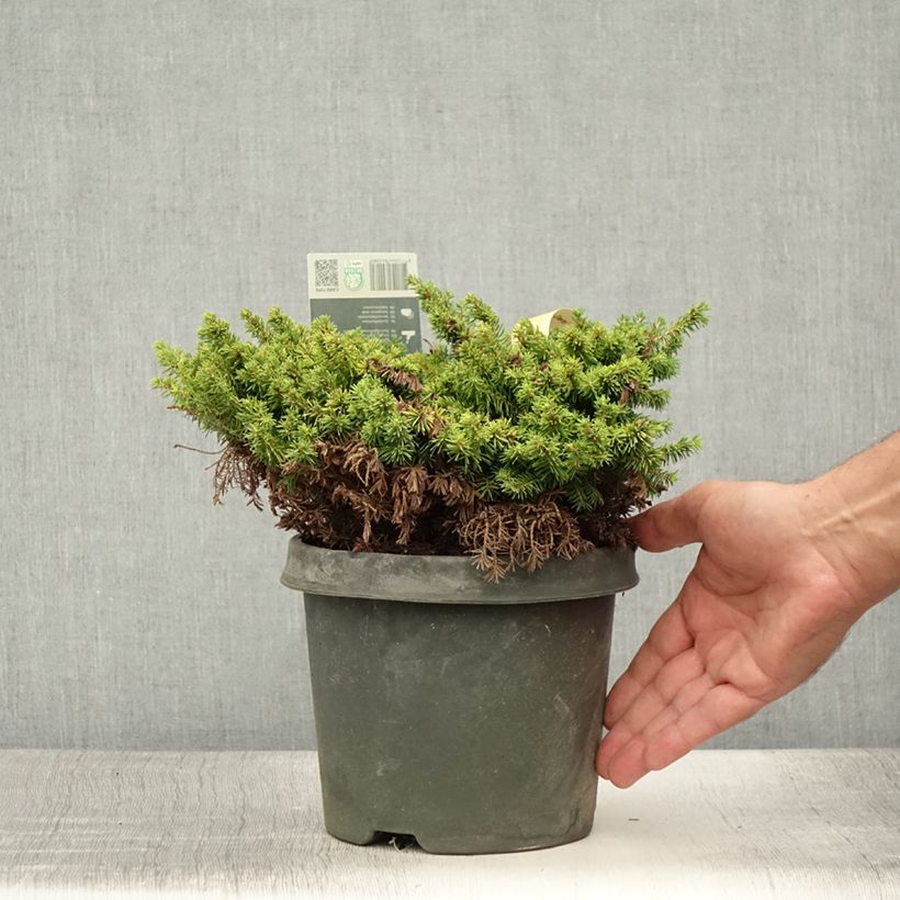 Exemplaar van Picea abies Little Gem - Fijnspar Pot van 2 l/3 l zoals geleverd in de zomer