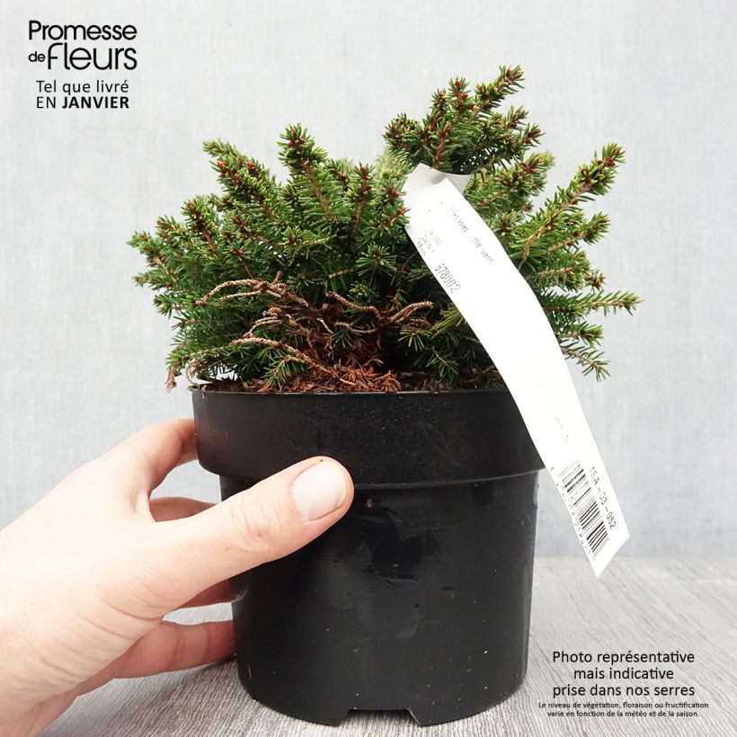 Example of Épicéa nain - Picea abies Little Gem  2L/3L                       Pot van 2 l/3 l as you get in hiver