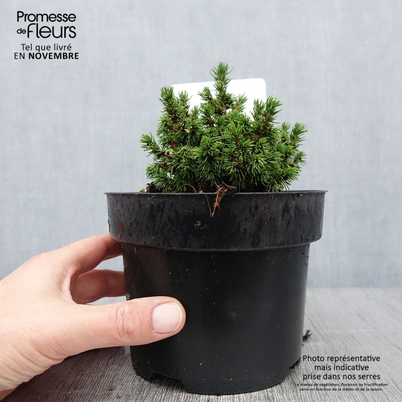 Exemplaar van Picea abies Jalako Gold - Fijnspar Pot van 2 l/3 l zoals geleverd in de herfst