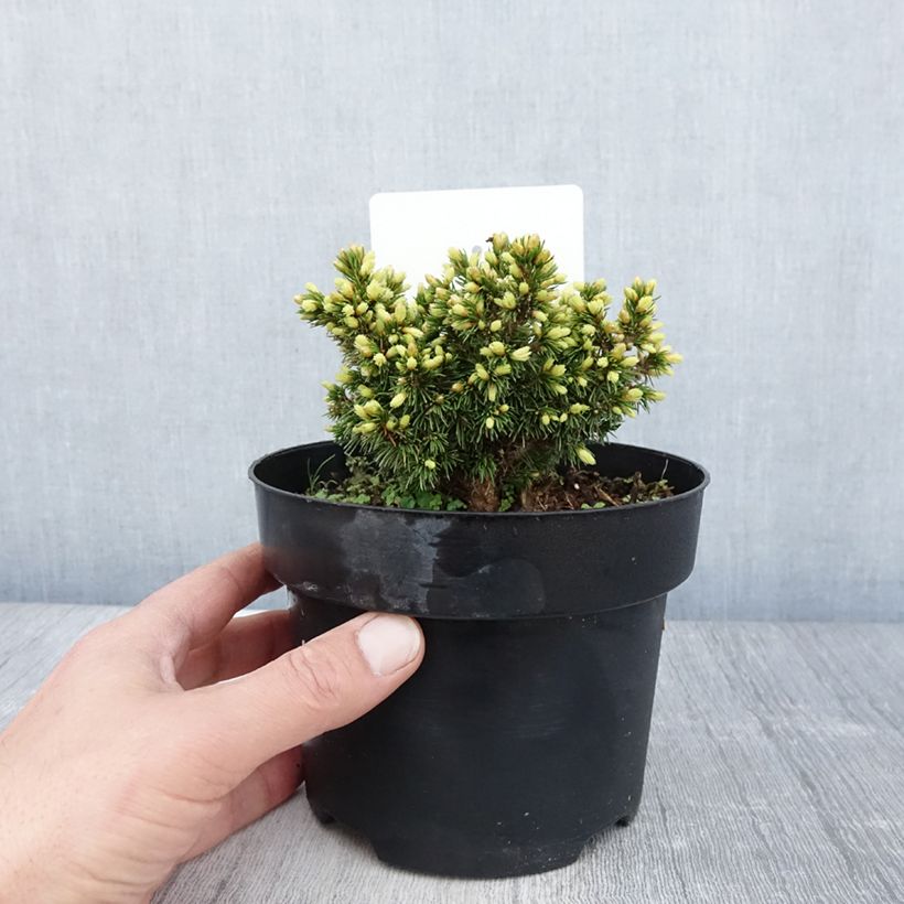 Exemplaar van Picea abies Jalako Gold - Fijnspar Pot van 2 l/3 l zoals geleverd in de lente