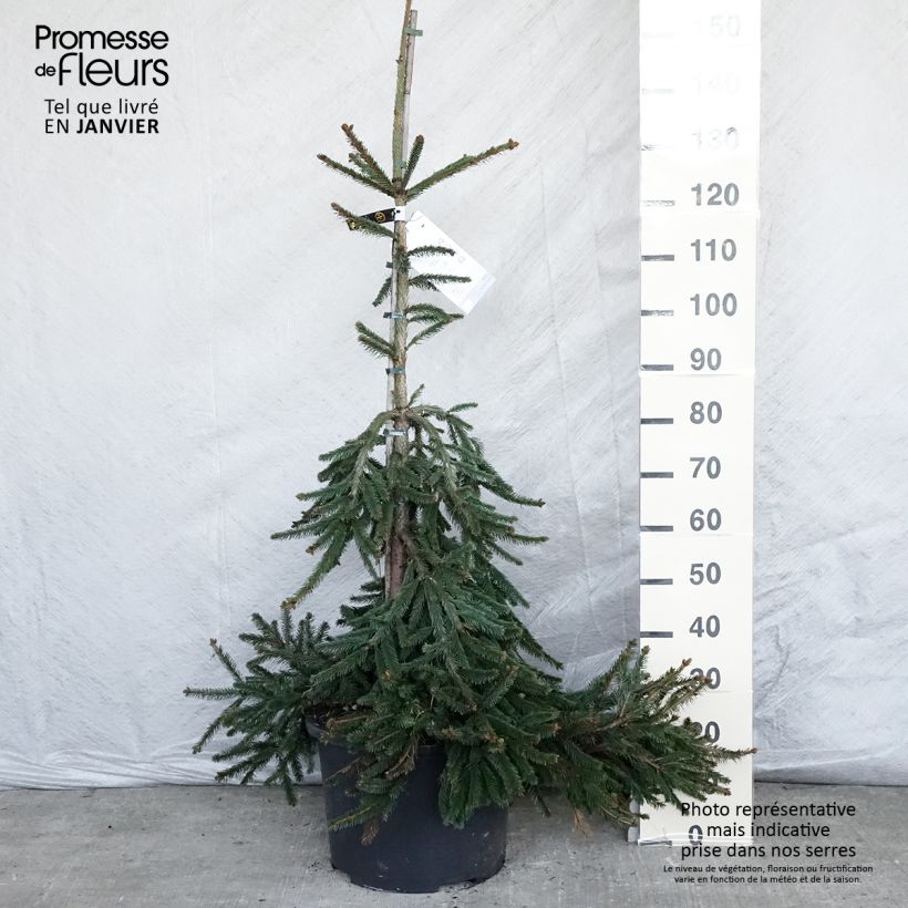 Example of Épicéa pleureur - Picea abies Inversa                        Stuk as you get in hiver