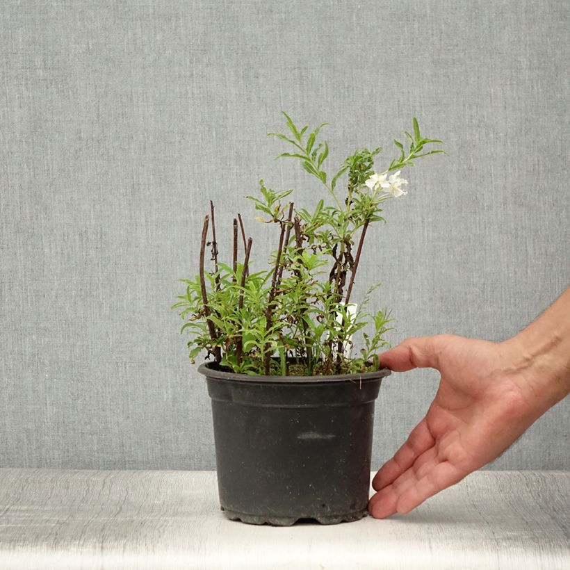 Exemplaar van Epilobe blanche - Epilobium angustifolium album Pot de 2L/3L zoals geleverd in de zomer