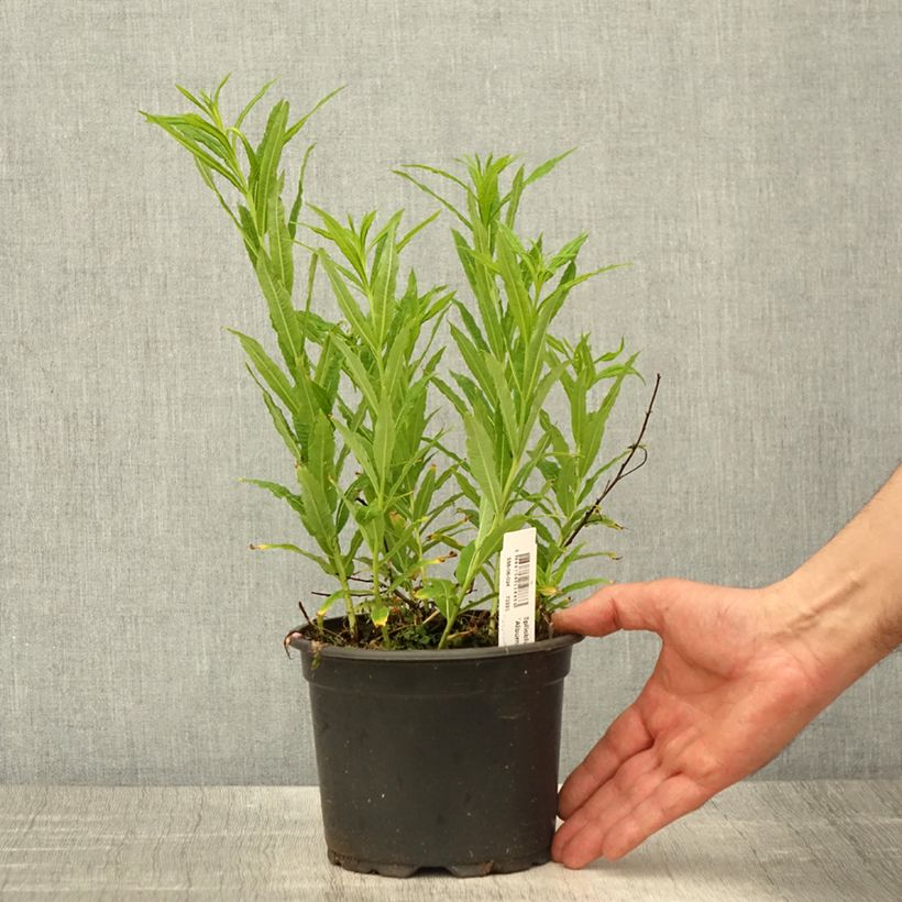 Exemplaar van Epilobium angustifolium Wit - Wilgenroosje Pot van 2 l/3 l zoals geleverd in de lente