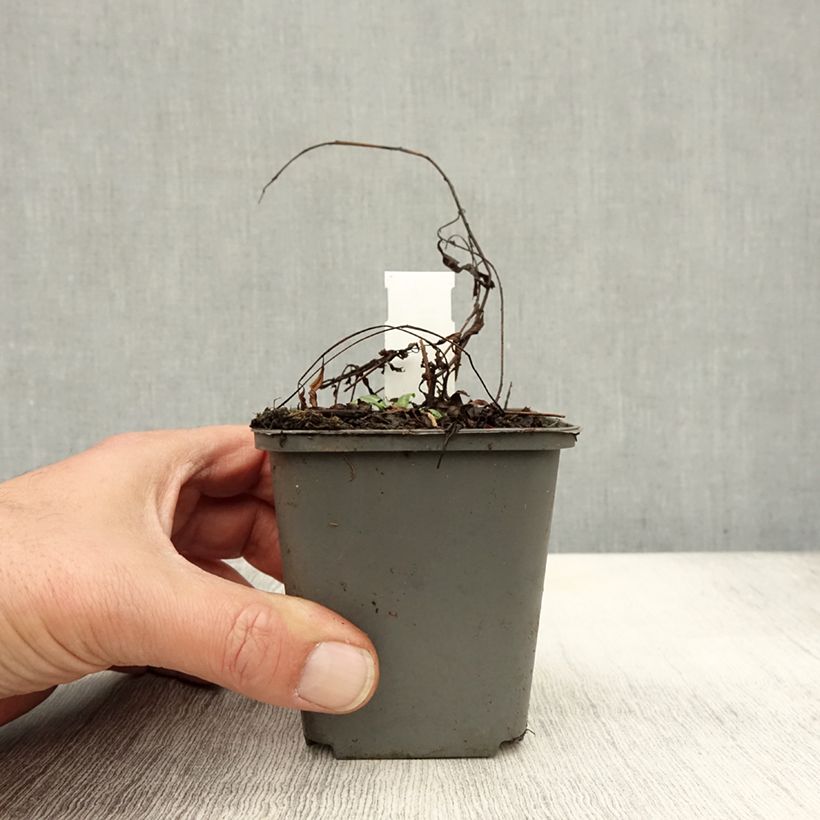 Exemplaar van Epilobium angustifolium Stahl Rose - Wilgenroosje Kweekpotje van 8/9 cm zoals geleverd in de herfst