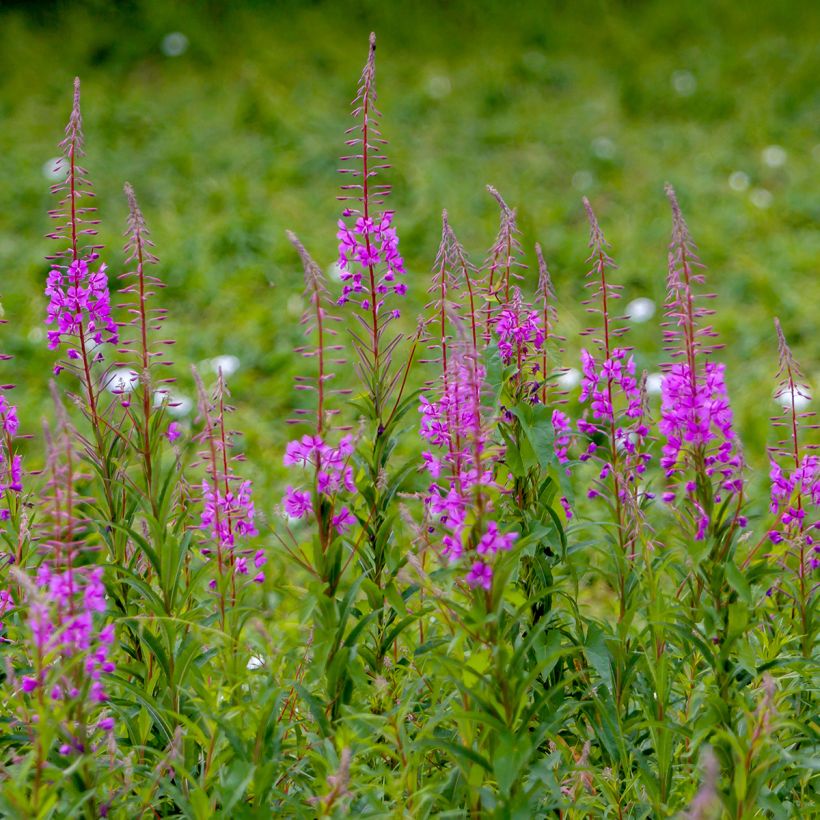 Epilobium angustifolium - Wilgenroosje (Groeiplaats)