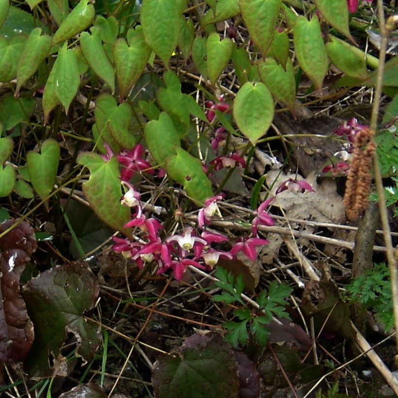 Epimedium alpinum - Elfenbloem (Plant habit)