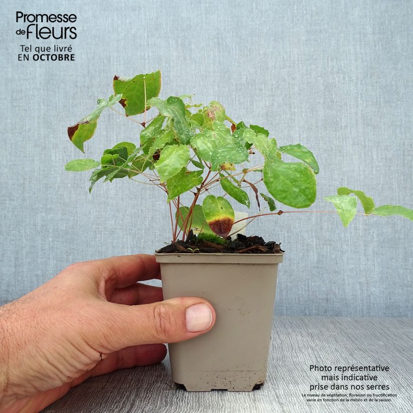 Exemplaar van Epimedium alpinum - Elfenbloem Kweekpotje van 8/9 cm zoals geleverd in de herfst
