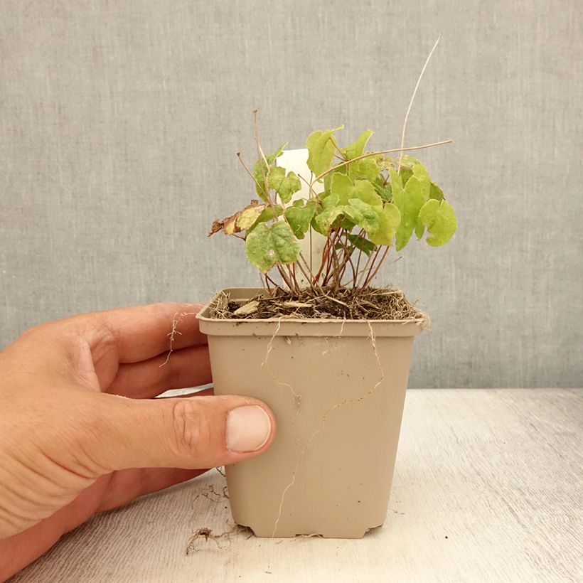 Exemplaar van Epimedium Asiatic hybrids - Elfenbloem Kweekpotje van 8/9 cm zoals geleverd in de zomer