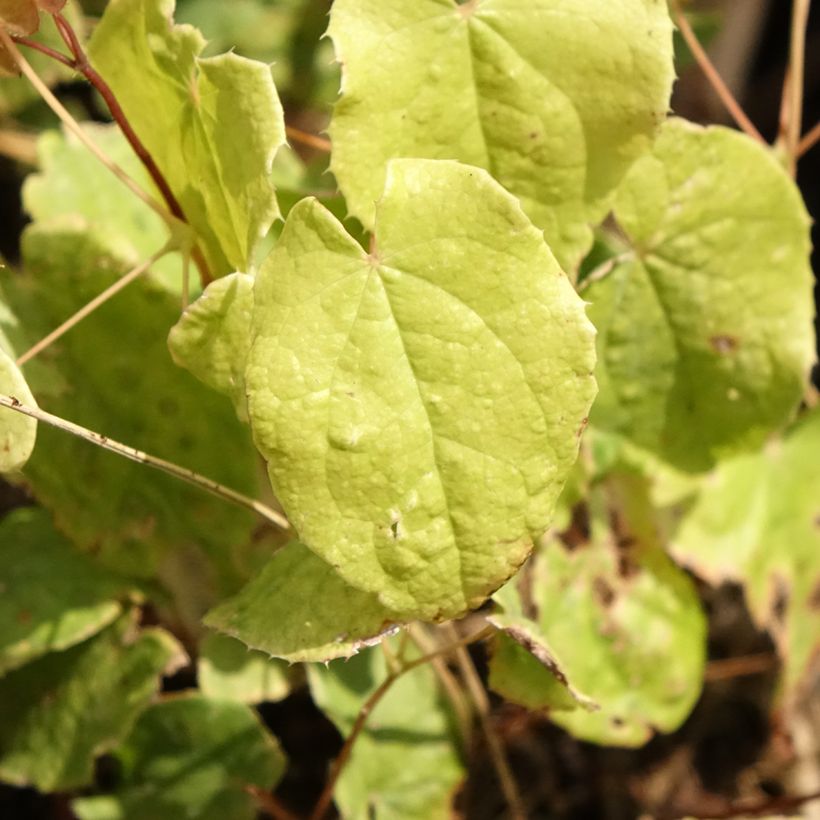 Epimedium Asiatic hybrids - Elfenbloem (Blad)