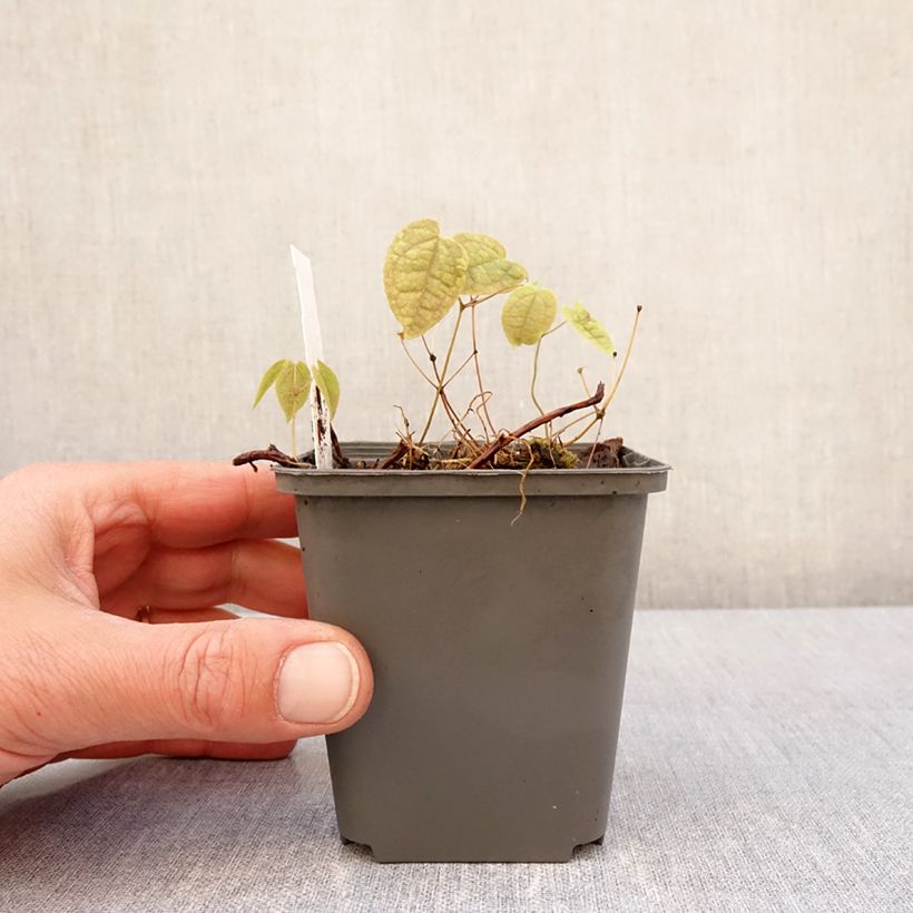 Exemplaar van Epimedium brachyrrhizum - Elfenbloem Kweekpotje van 8/9 cm zoals geleverd in de lente