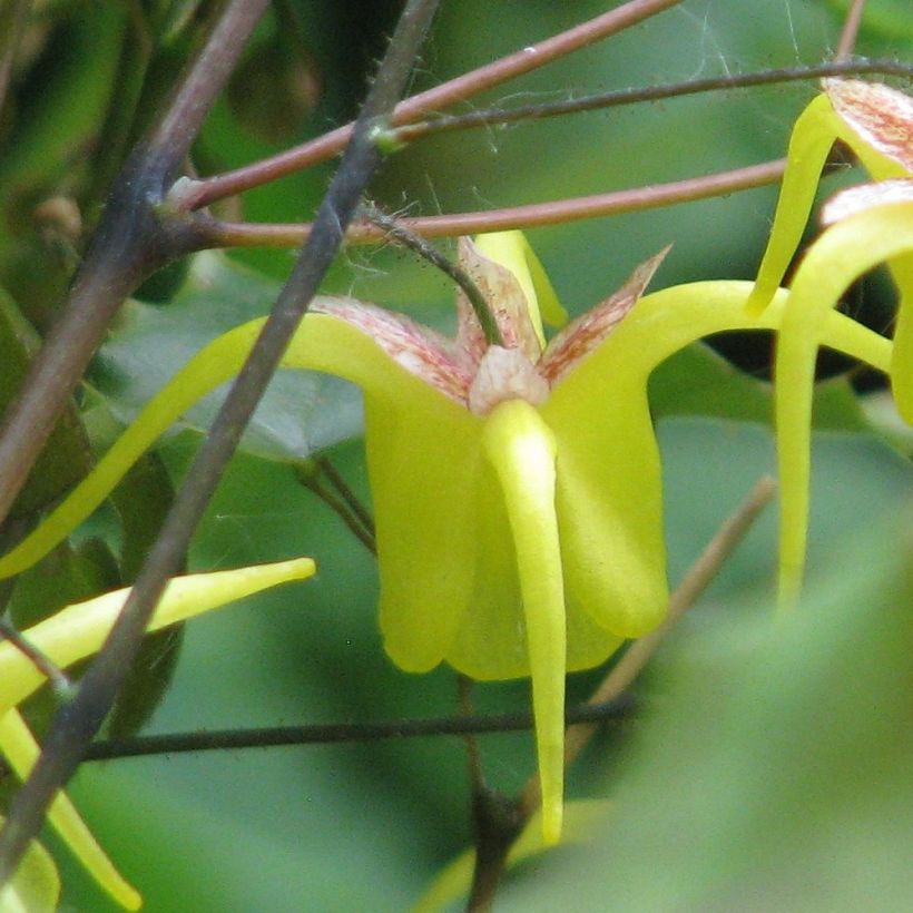 Epimedium davidii - Elfenbloem (Flowering)