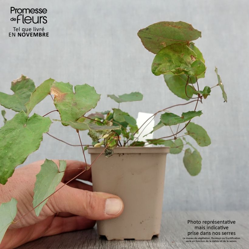 Exemplaar van Epimedium davidii - Elfenbloem Kweekpotje van 8/9 cm zoals geleverd in de herfst