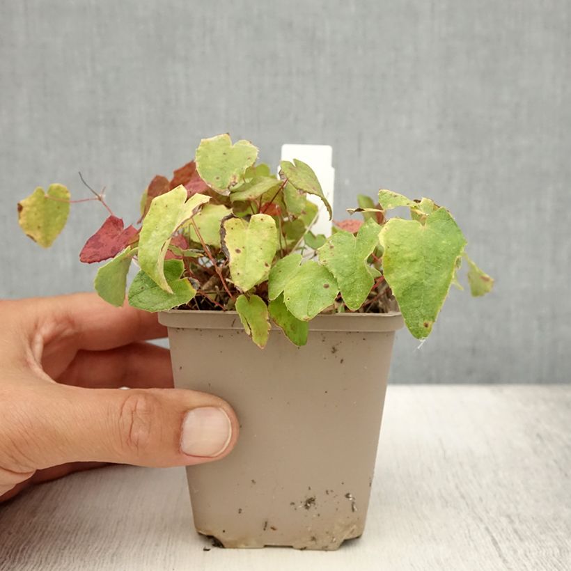 Exemplaar van Epimedium davidii - Elfenbloem Kweekpotje van 8/9 cm zoals geleverd in de zomer