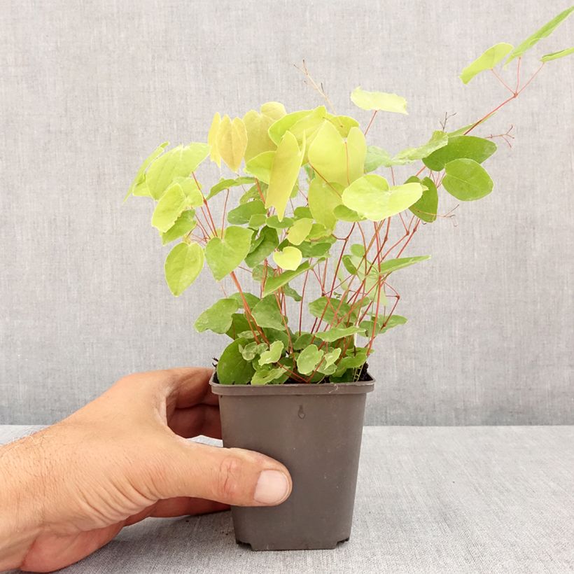 Exemplaar van Epimedium elongatum - Elfenbloem Kweekpotje van 8/9 cm zoals geleverd in de zomer