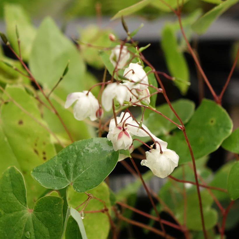 Epimedium elongatum - Elfenbloem (Bloei)