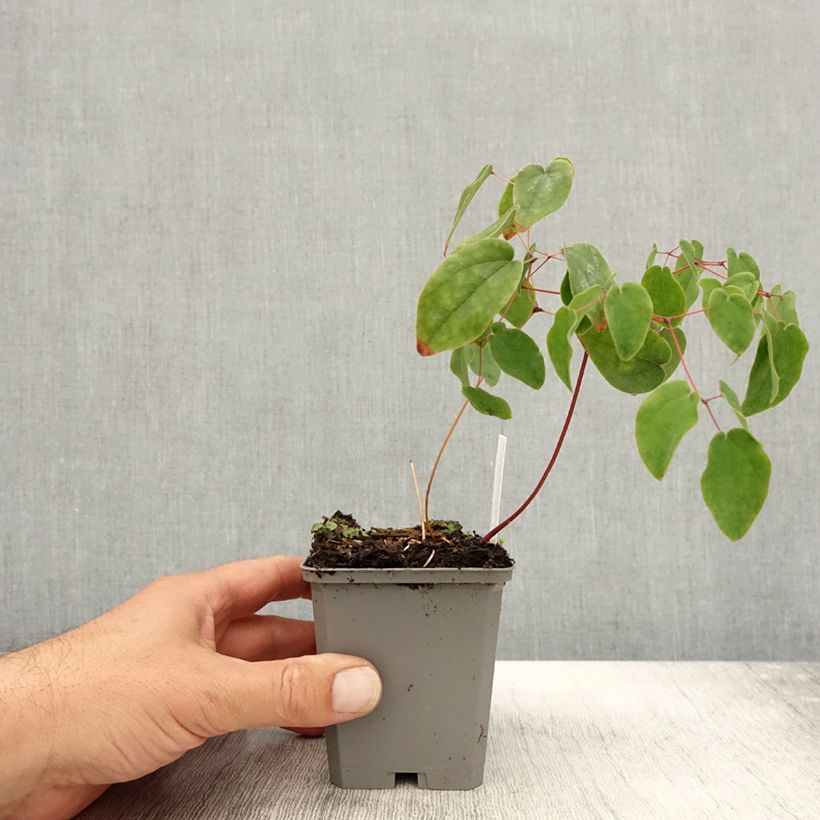 Exemplaar van Epimedium grandiflorum - Grootbloemige elfenbloem Kweekpotje van 8/9 cm zoals geleverd in de herfst