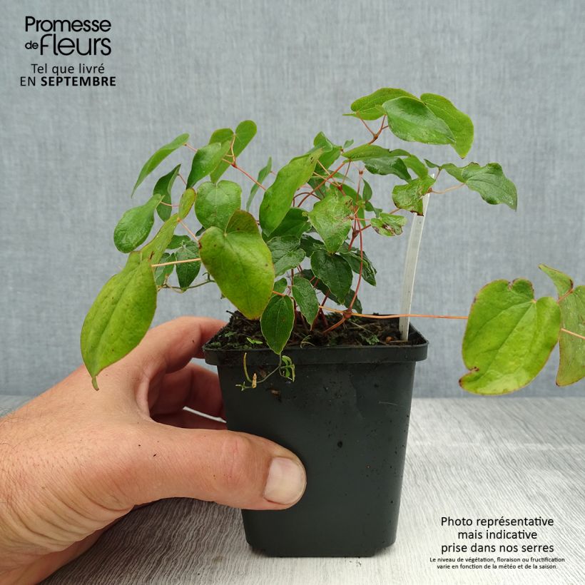 Exemplaar van Epimedium grandiflorum - Grootbloemige elfenbloem Kweekpotje van 8/9 cm zoals geleverd in de zomer