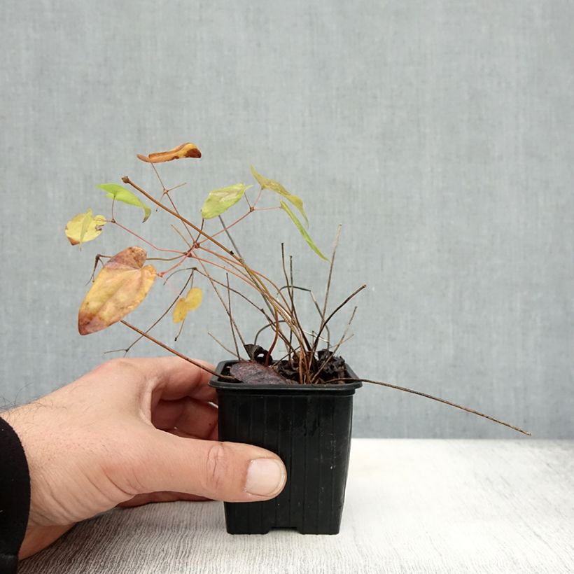 Exemplaar van Epimedium grandiflorum Lilafee - Grootbloemige elfenbloem Kweekpotje van 8/9 cm zoals geleverd in de herfst