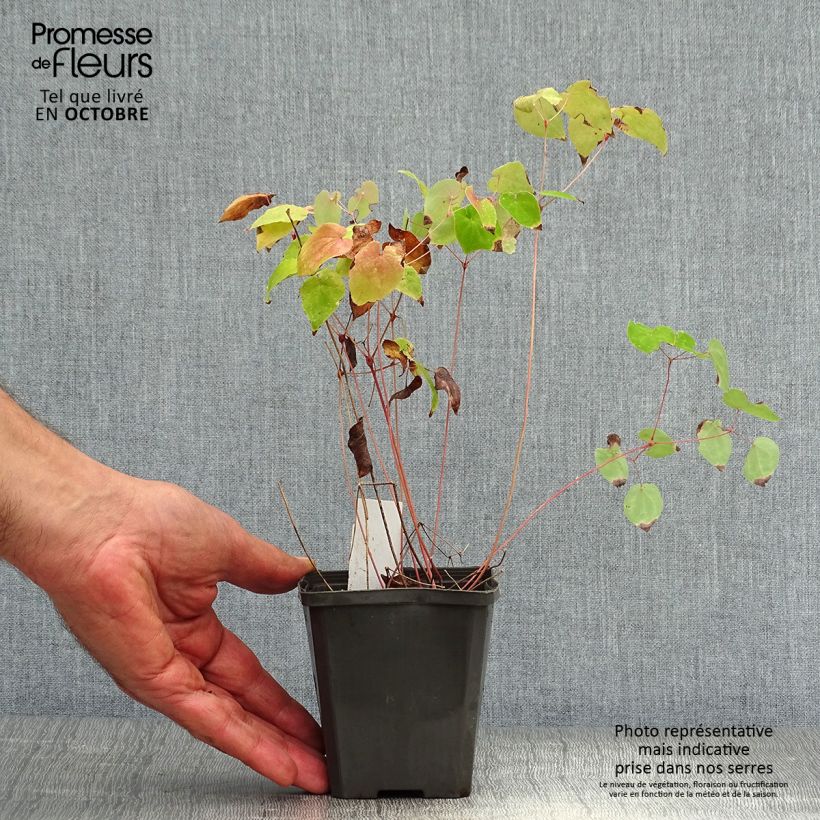 Exemplaar van Epimedium grandiflorum Red Beauty - Grootbloemige elfenbloem Kweekpotje van 8/9 cm zoals geleverd in de herfst