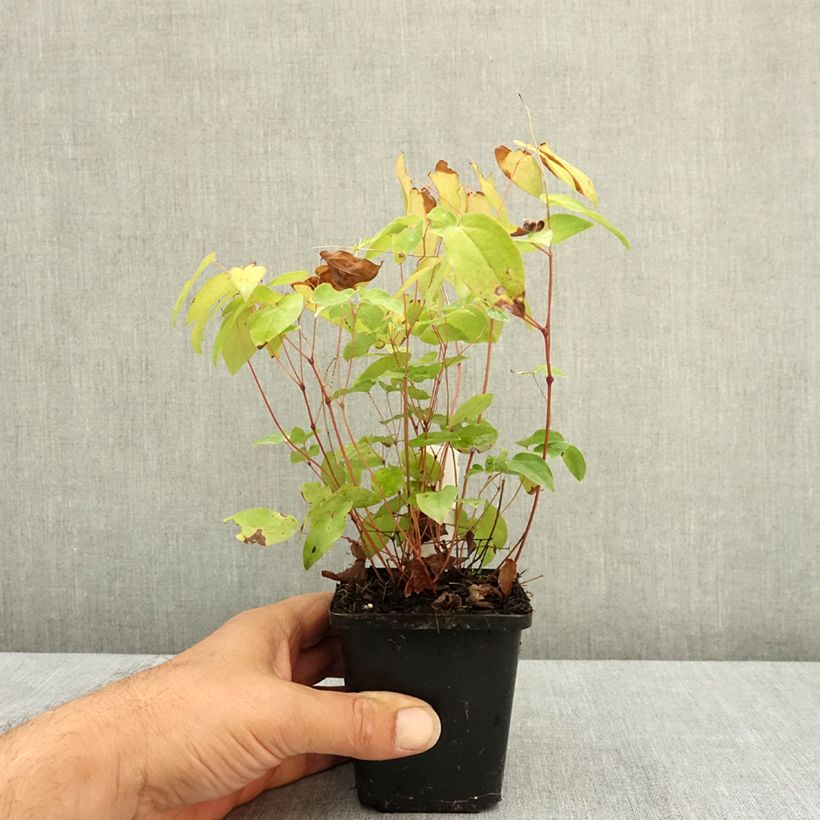 Exemplaar van Epimedium grandiflorum Rubinkrone - Grootbloemige elfenbloem Kweekpotje van 8/9 cm zoals geleverd in de zomer