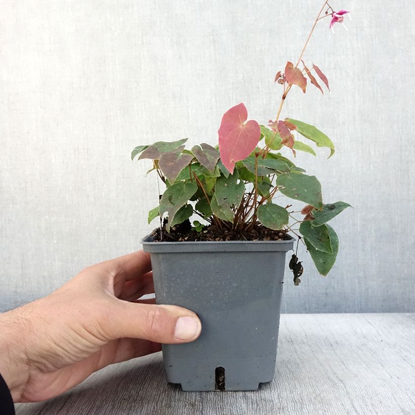 Exemplaar van Epimedium Pretty in Pink - Grootbloemige elfenbloem Pot van 1 l/1,5 l zoals geleverd in de herfst