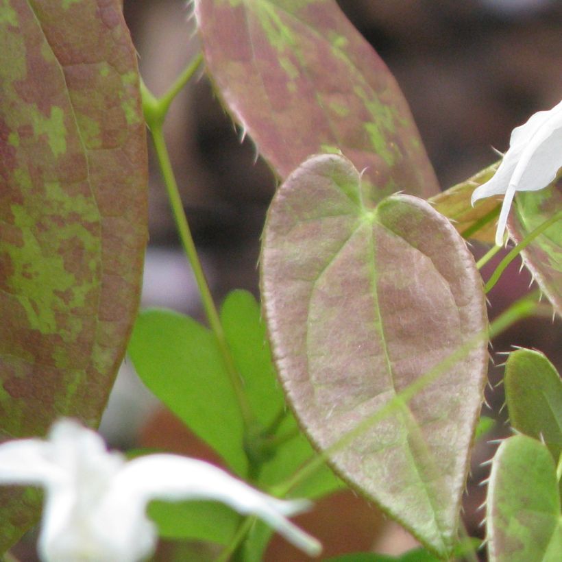 Epimedium ogisui - Elfenbloem (Blad)