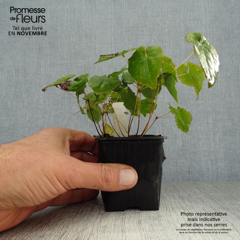 Exemplaar van Epimedium perralchicum Frohnleiten - Elfenbloem Kweekpotje van 8/9 cm zoals geleverd in de herfst