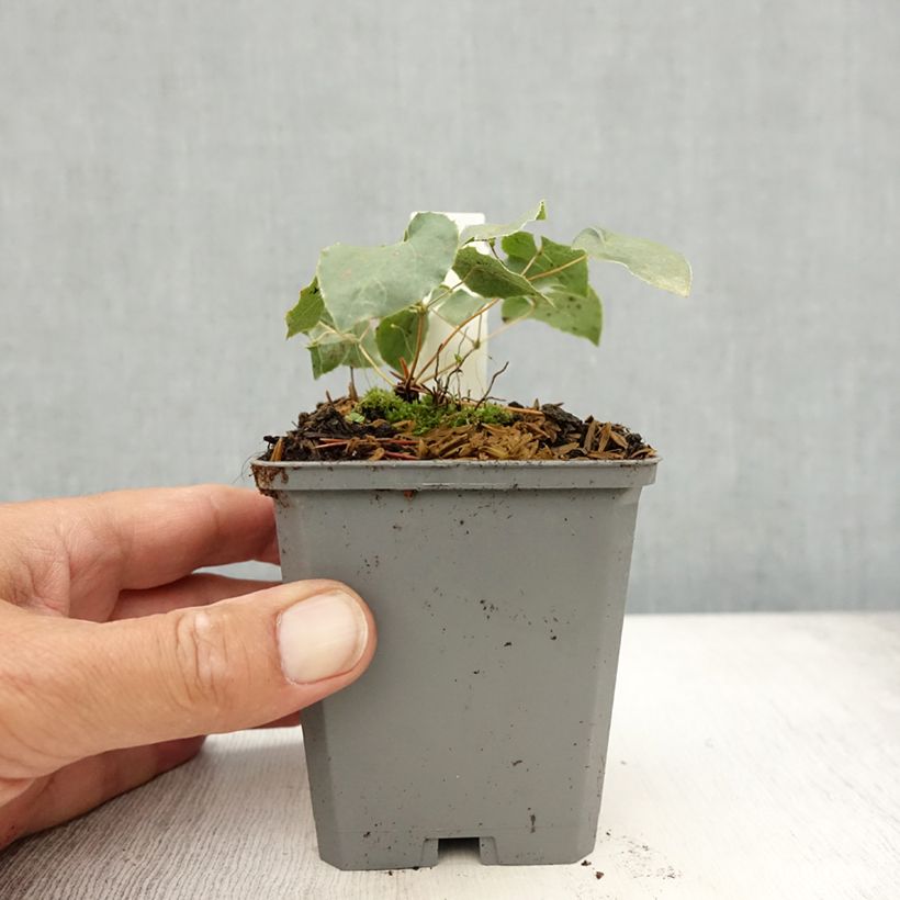 Exemplaar van Epimedium perralchicum Frohnleiten - Elfenbloem Kweekpotje van 8/9 cm zoals geleverd in de zomer