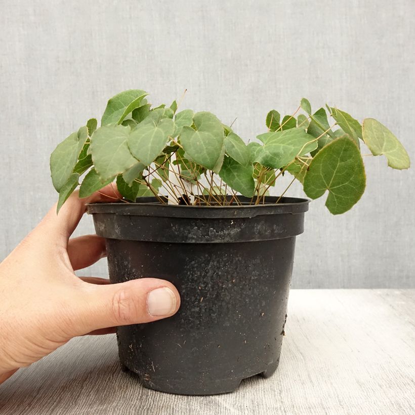 Exemplaar van Epimedium perralchicum Frohnleiten - Elfenbloem Pot van 2 l/3 l zoals geleverd in de herfst