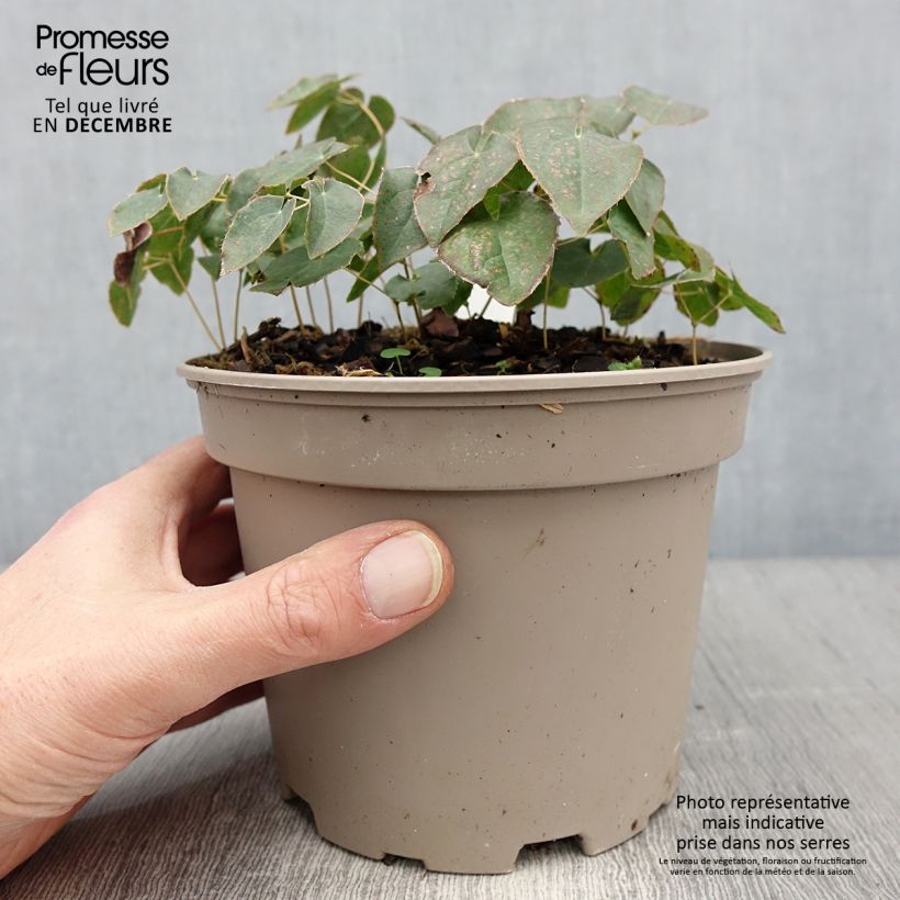 Example of Epimedium perralchicum Frohnleiten - Fleur des Elfes jaune vif Pot van 2 l/3 l as you get in hiver