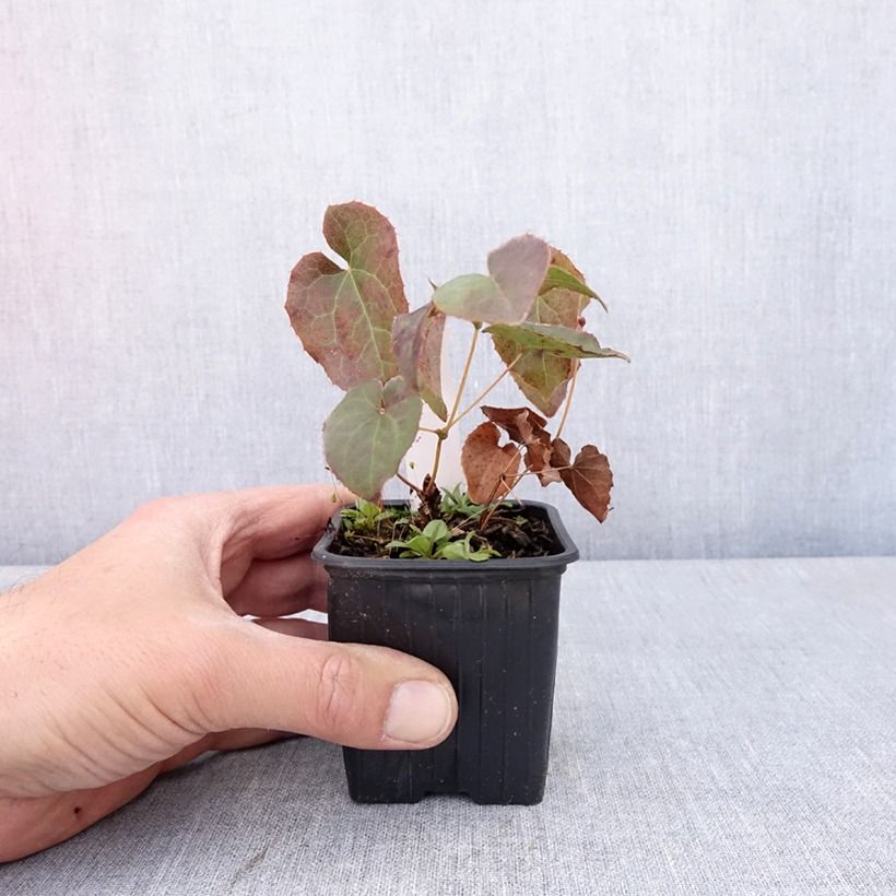 Exemplaar van Epimedium perralderianum - Elfenbloem Kweekpotje van 8/9 cm zoals geleverd in de lente