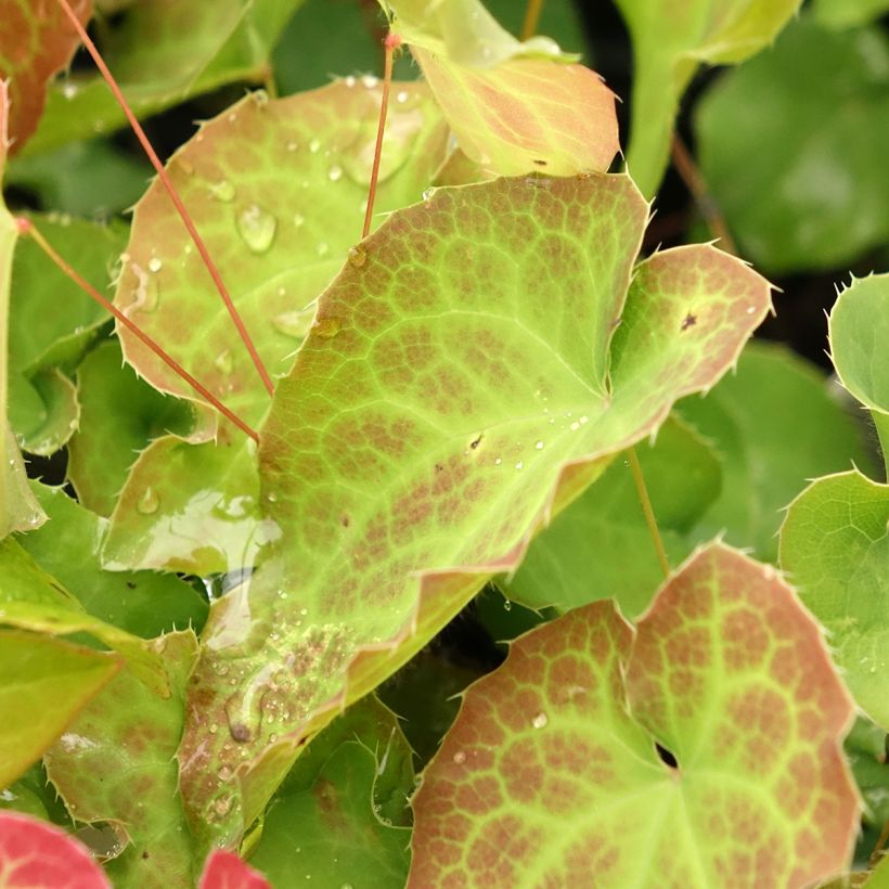 Epimedium perralderianum - Elfenbloem (Blad)