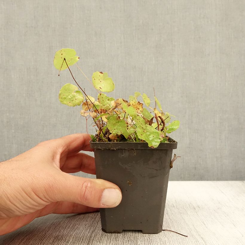 Exemplaar van Epimedium platypetalum - Elfenbloem Kweekpotje van 8/9 cm zoals geleverd in de herfst