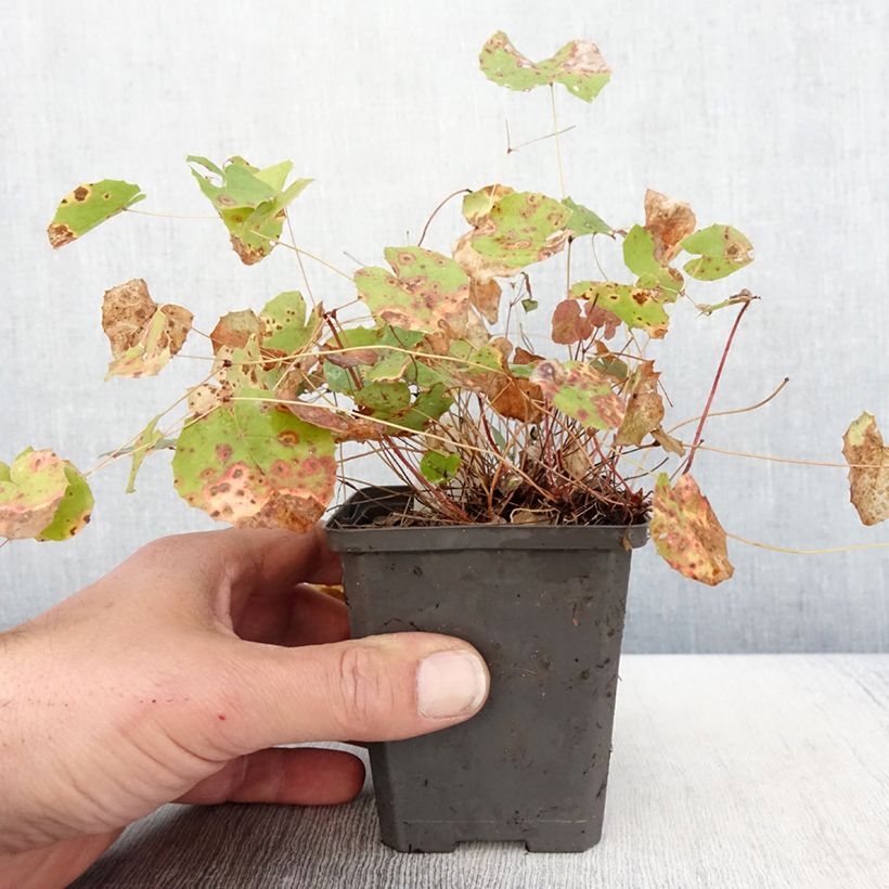 Exemplaar van Epimedium platypetalum - Elfenbloem Kweekpotje van 8/9 cm zoals geleverd in de lente