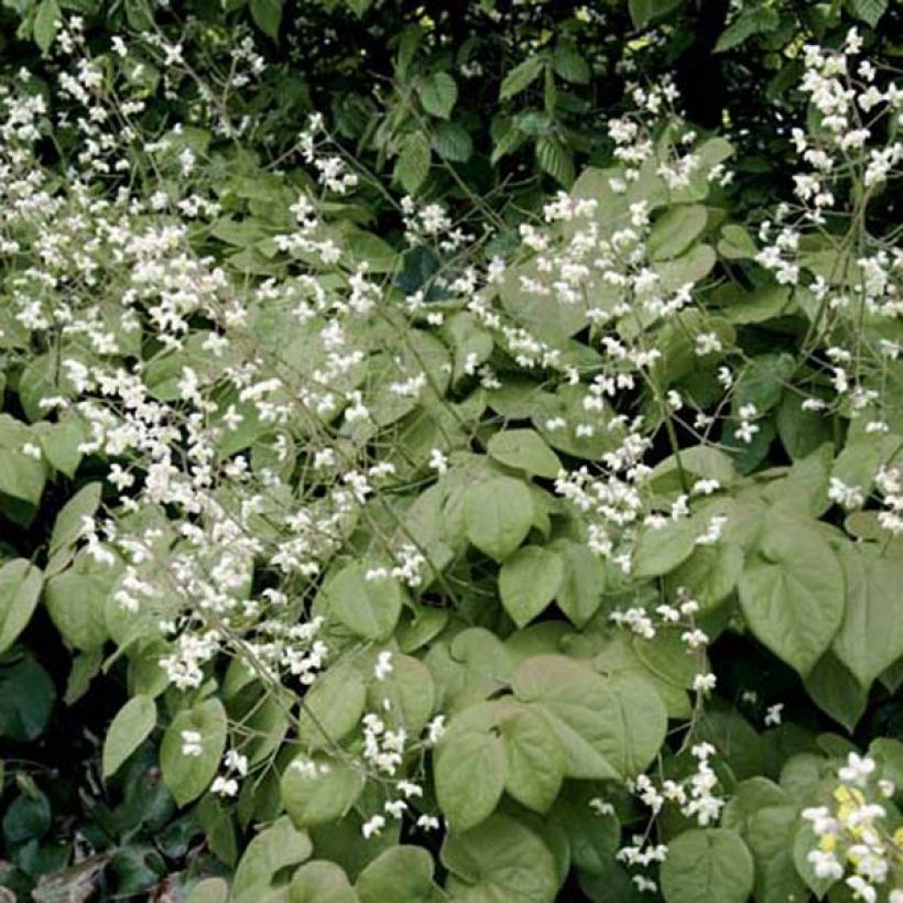 Epimedium pubigerum - Elfenbloem (Plant habit)