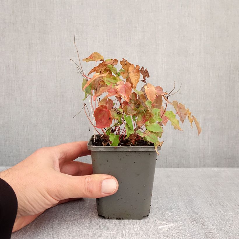 Exemplaar van Epimedium rhizomatosum - Elfenbloem Kweekpotje van 8/9 cm zoals geleverd in de herfst