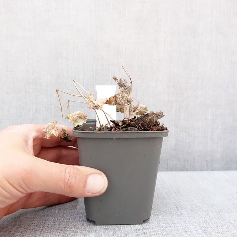 Example of Epimedium rhizomatosum - Elfenbloem Kweekpotje van 8/9 cm as you get in hiver