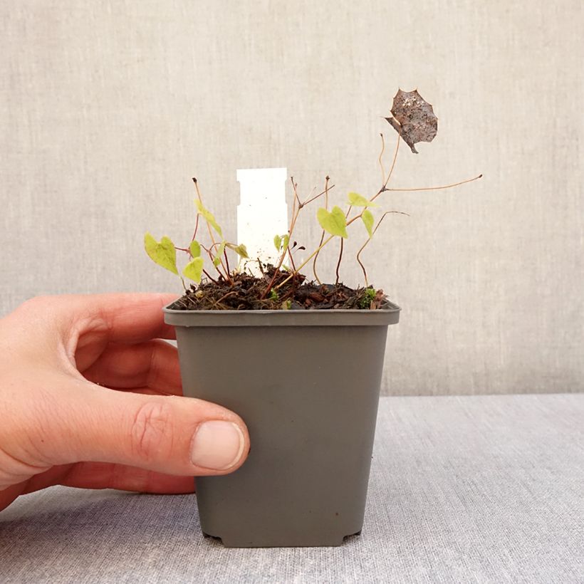 Exemplaar van Epimedium rhizomatosum - Elfenbloem Kweekpotje van 8/9 cm zoals geleverd in de lente