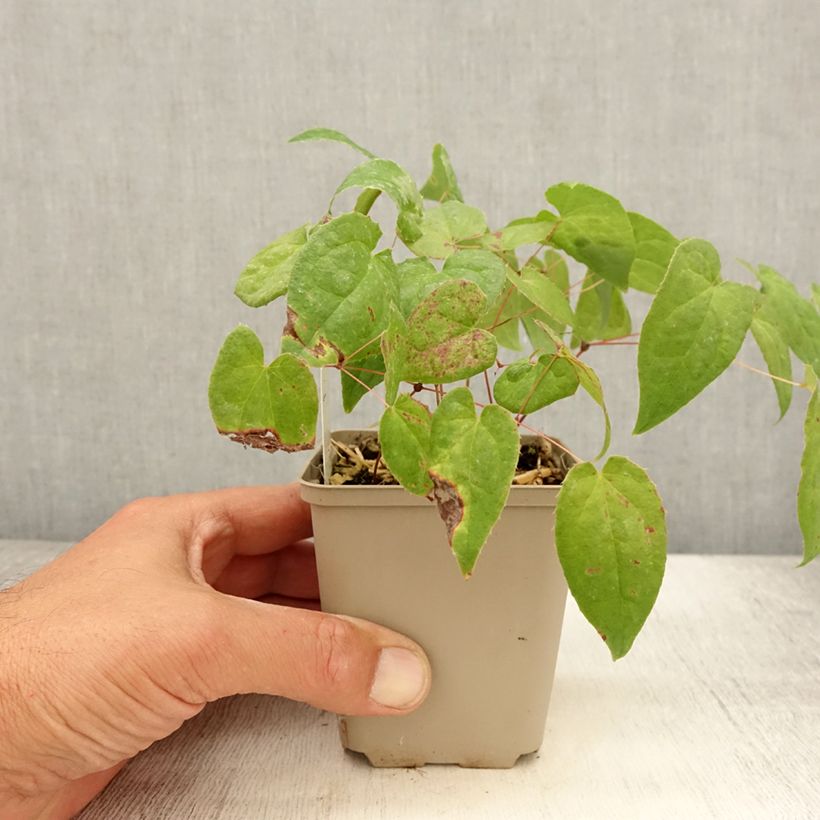 Exemplaar van Epimedium rubrum Galadriel - Elfenbloem Kweekpotje van 8/9 cm zoals geleverd in de zomer