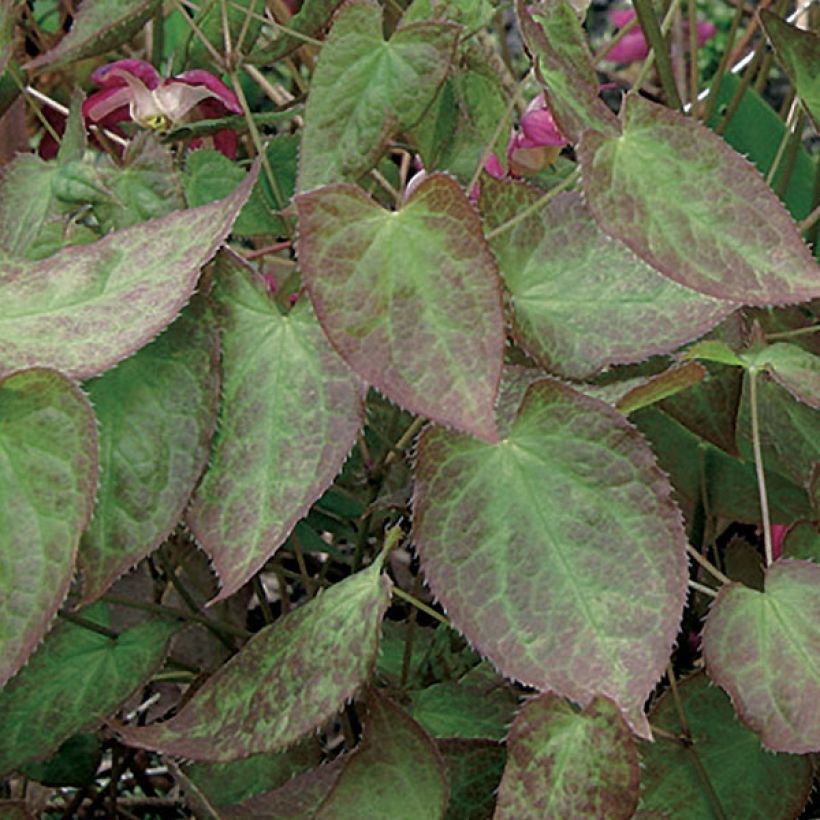 Epimedium rubrum - Elfenbloem (Foliage)
