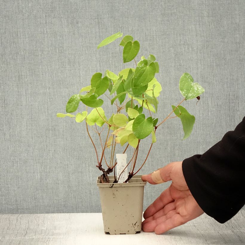 Exemplaar van Epimedium warleyense - Elfenbloem Kweekpotje van 8/9 cm zoals geleverd in de zomer