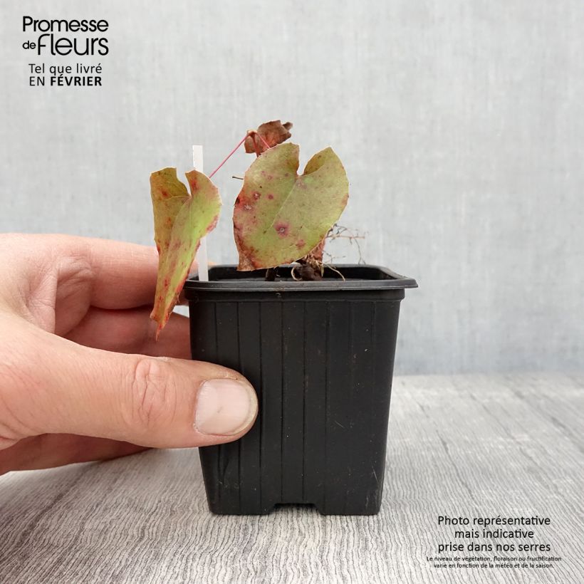 Example of Epimedium warleyense - Fleur des Elfes Kweekpotje van 8/9 cm as you get in hiver