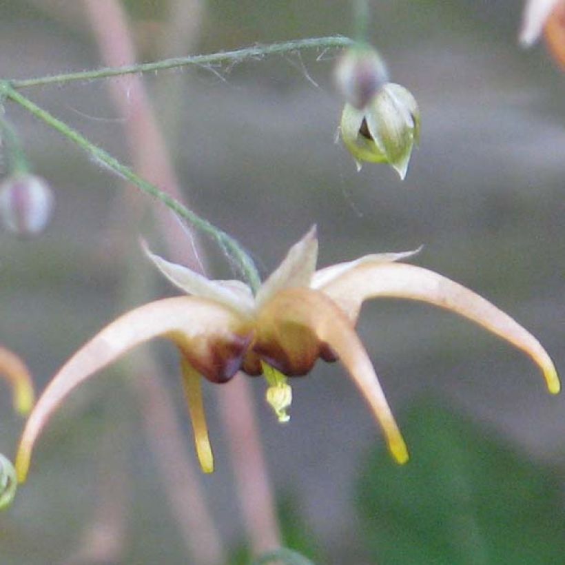 Epimedium wushanense Caramel - Elfenbloem (Flowering)