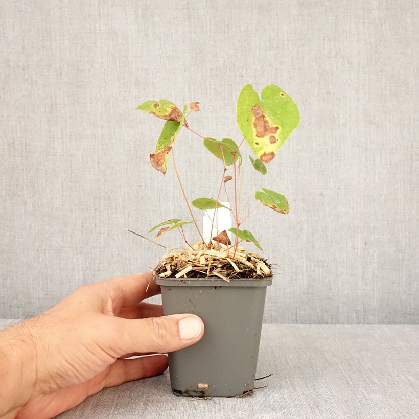 Exemplaar van Epimedium youngianum Merlin - Elfenbloem Kweekpotje van 8/9 cm zoals geleverd in de herfst