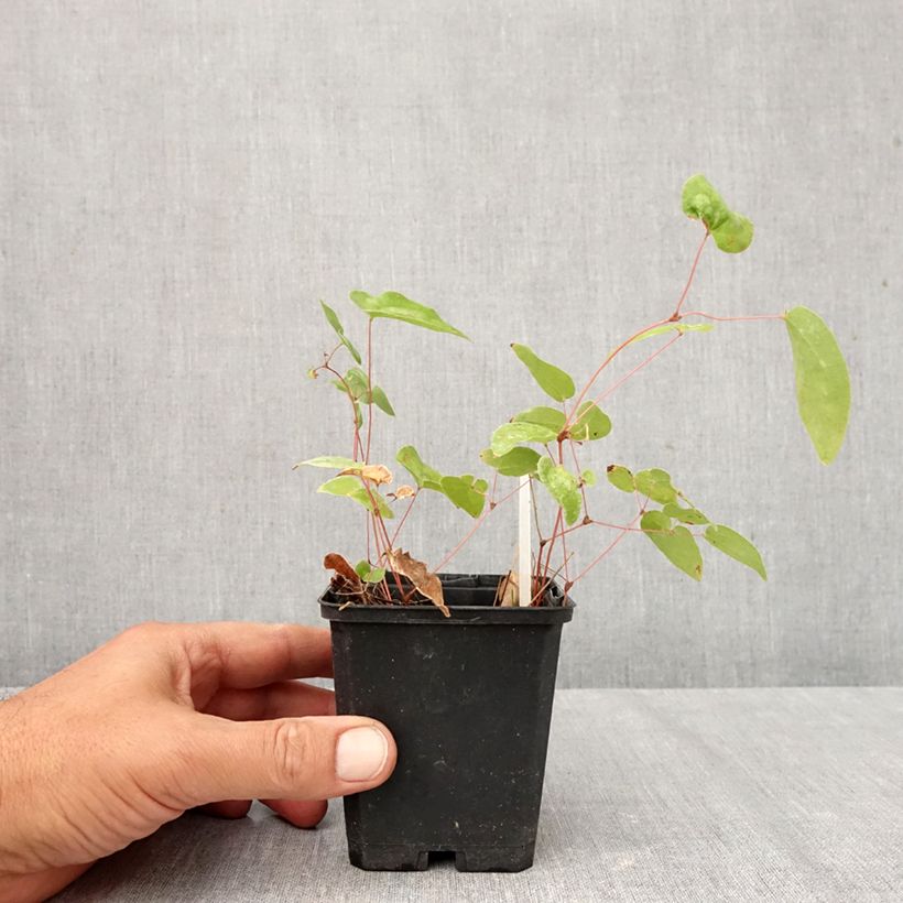 Exemplaar van Epimedium youngianum Niveum - Elfenbloem Kweekpotje van 8/9 cm zoals geleverd in de herfst
