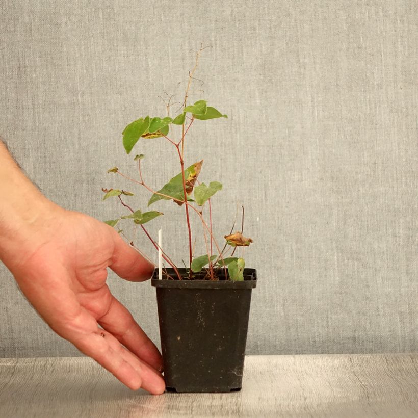 Exemplaar van Epimedium youngianum Niveum - Elfenbloem Kweekpotje van 8/9 cm zoals geleverd in de zomer